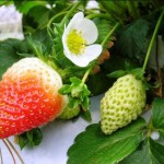 The Seed and the Fruit