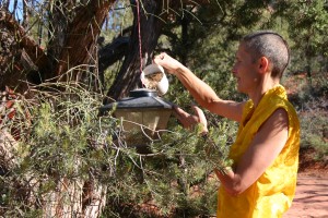 Feeding Birds in Dakini Valley