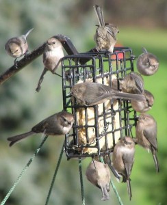 Bird Feeders