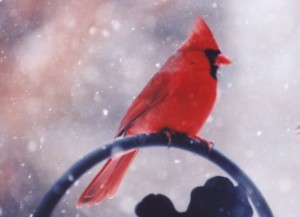 cardinal in winter