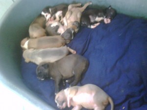 All 9 Rescued Puppies