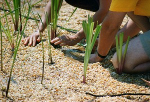 Wetlands Planting